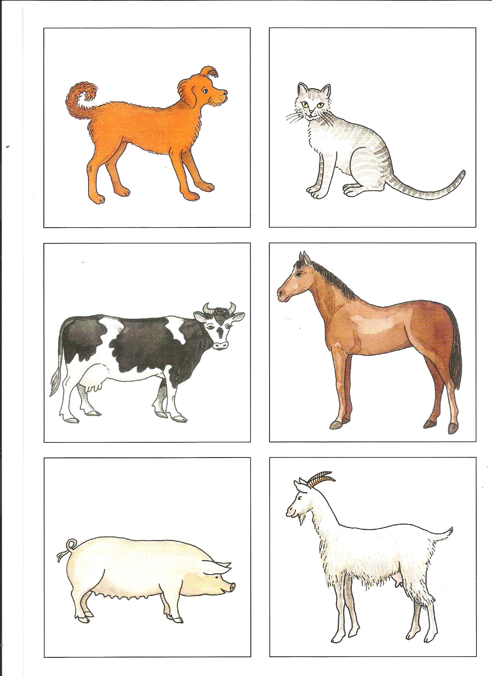 ilustracje zwierząt gospodarczych